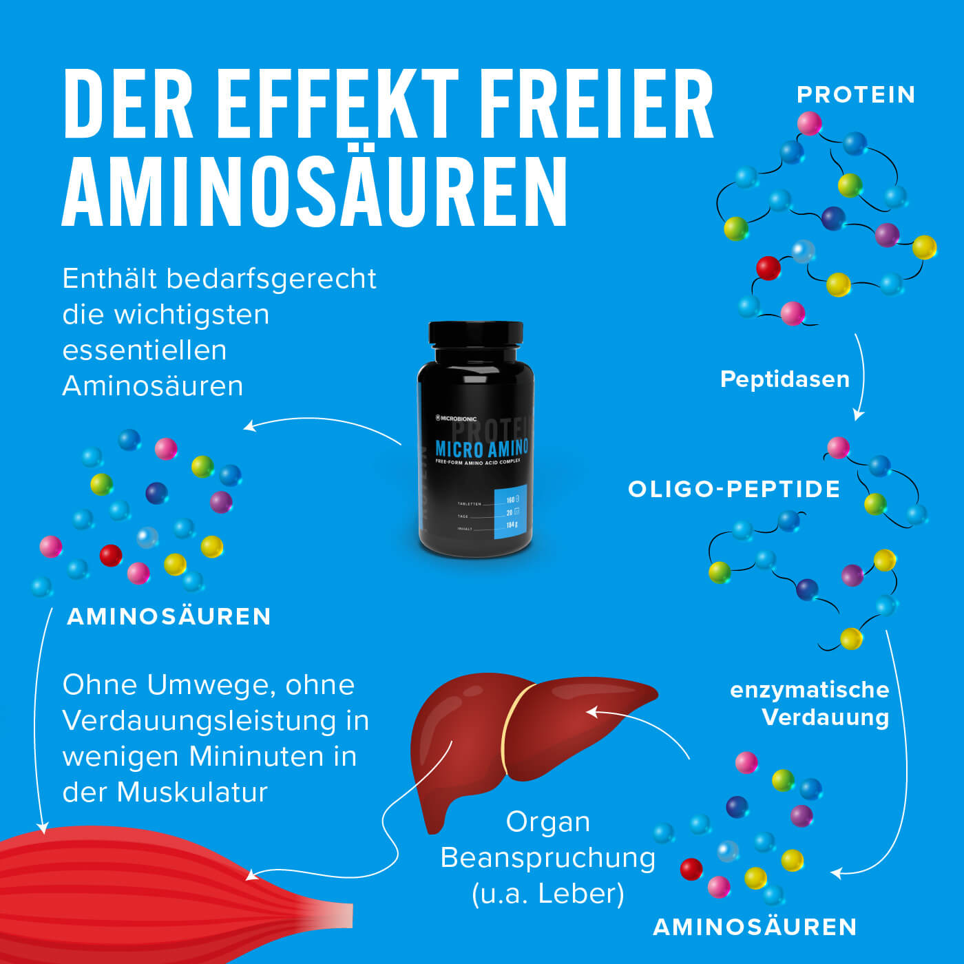 Micro Amino – Synergie-Effekt